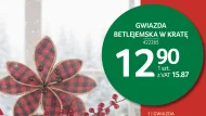 Gwiazda betlejemska