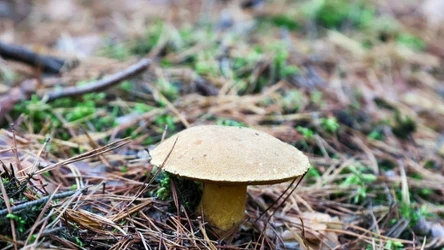 Podgrzybek, choć jadalny, może być niebezpieczny dla zdrowia