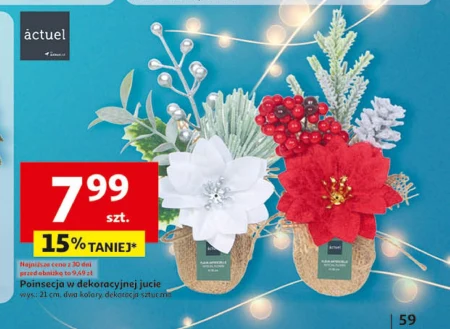 Пуансетія Actuel