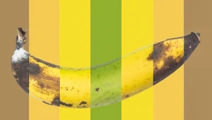 Stopień dojrzałości banana ma znaczenie. Sprawdź, jaki wybrać dla siebie!