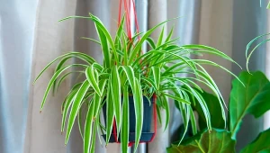 Dlaczego warto mieć zielistkę w domu? Wpływ na wilgoć i powietrze