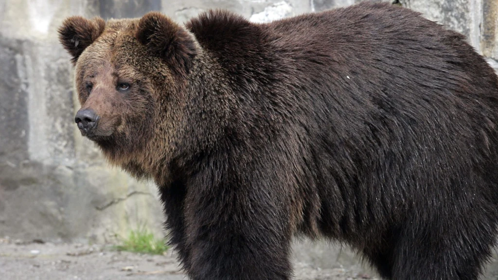 Włochy. Niedźwiedź wtargnął do kurnika (zdj. ilustracyjne)