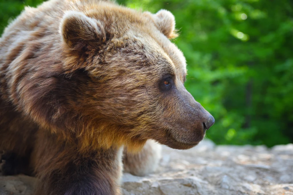 Niedźwiedź brunatny wdarł się do kurnika Niedźwiedź brunatny wdarł się do kurnika