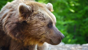 Niedźwiedź brunatny wdarł się do kurnika