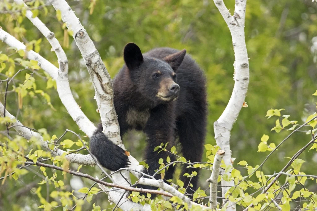Coraz więcej ataków niedźwiedzi w Japonii. Do akcji wkroczyło wojsko, zdj. ilustracyjne
