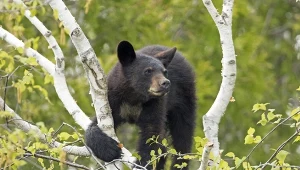 Wojsko odpowiedziało na apele władz Japonii. Mają pomóc mieszkańcom