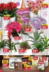 Аромати листопада - Твій Маркет