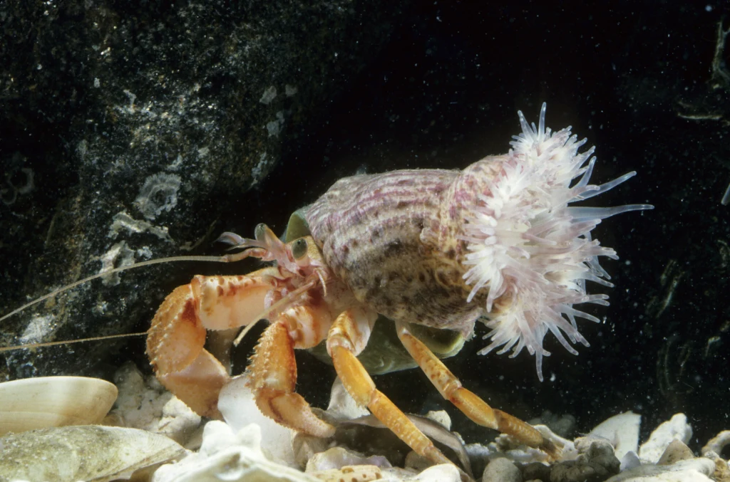 Ukwiały często rosną na muszlach pustelników Krab pustelnik w muszli porośniętej ukwiałem, poruszający się po dnie morskim w otoczeniu kamyków i fragmentów muszli.