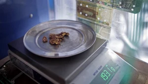 Bogacili się, wydobywając złoto ze skarbu natury. Wielka akcja policji