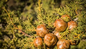 Posadź zamiast tui. Jest ładniejszy i bardziej elegancki