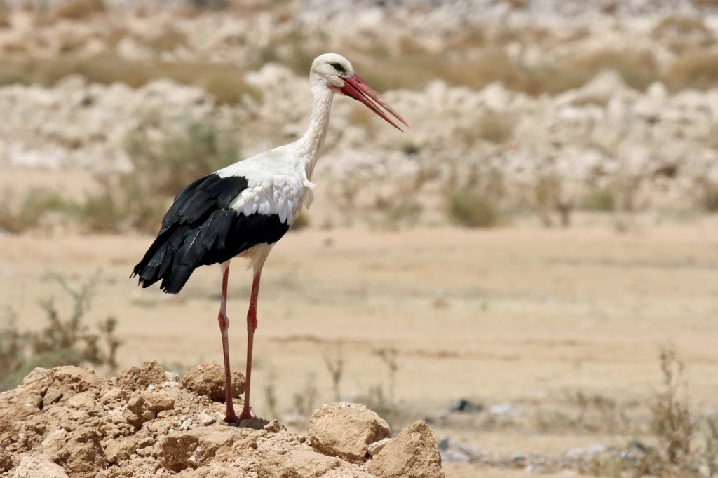 Bociany białe zimę spędzają w Afryce, co wcale nie kończy ich podróży Bociany białe zimę spędzają w Afryce, co wcale nie kończy ich podróży
