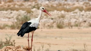 Polskie bociany utknęły w Afryce, sygnał się urwał. Są dwie możliwości