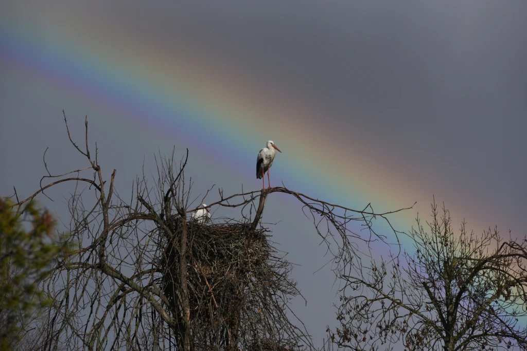 Bociany białe zatrzymały się w Sudanie Bocian stojący na gałęzi obok gniazda na drzewie, w którym znajduje się drugi bocian, z wyraźnie widoczną tęczą rozciągającą się na ciemnym niebie w tle.