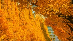 Drzewa przetrwały wybuch bomby w Hiroszimie. Cuchnące źródło mądrości 