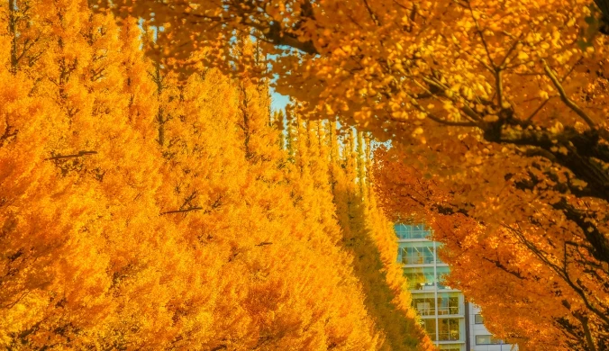 Drzewo wybitnie długowieczne - miłorząb dwuklapowy. Osnówki po przejrzeniu stają się miękkie i cuchną kwasem masłowym