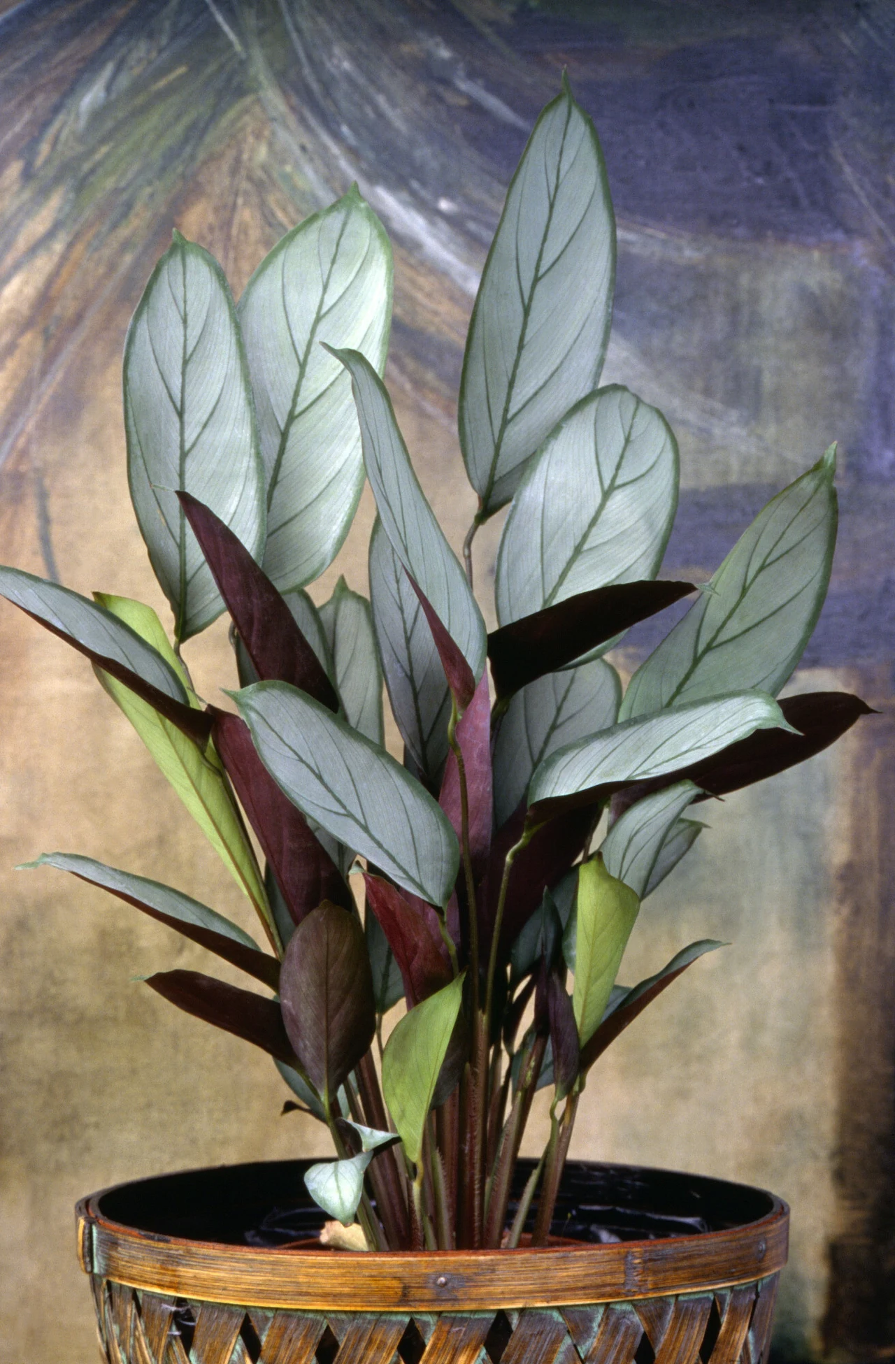Duża roślina doniczkowa w wiklinowej donicy, liście podłużne, jasnozielone z ciemniejszymi żyłkami oraz niektóre liście mają czerwonawe spodnie strony, tło malowane w odcieniach fioletu i brązu.