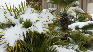 Jak zabezpieczyć palmę na zimę? Poradnik krok po kroku