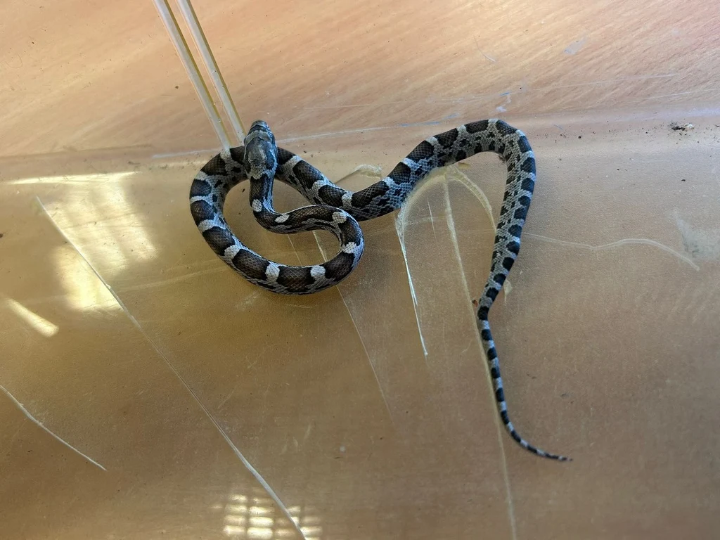 Po internacie szkoły w Gdańsku pełzał wąż zbożowy Po internacie szkoły w Gdańsku pełzał wąż zbożowy