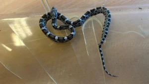 Była 7:30 rano. Zaskakujący gość postawił na nogi szkołę w Gdańsku