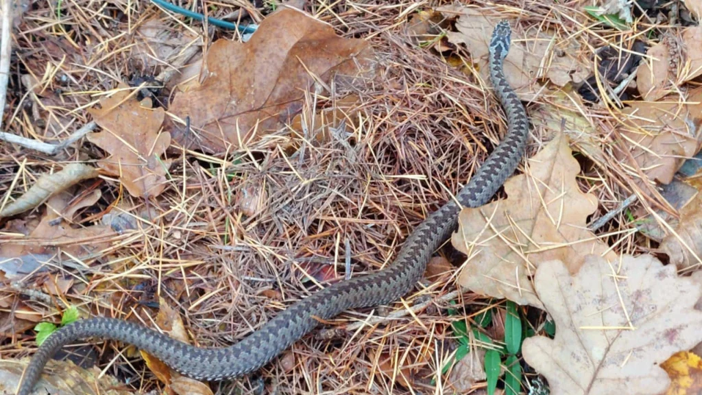 Mimo coraz niższych temperatur żmije w polskich lasach są nadal aktywne - przestrzegają leśnicy Mimo coraz niższych temperatur żmije w polskich lasach są nadal aktywne - przestrzegają leśnicy