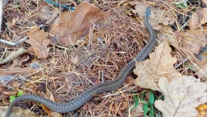 Jeszcze nie zapadły w zimowy sen. Leśnik natknął się na nią w lesie
