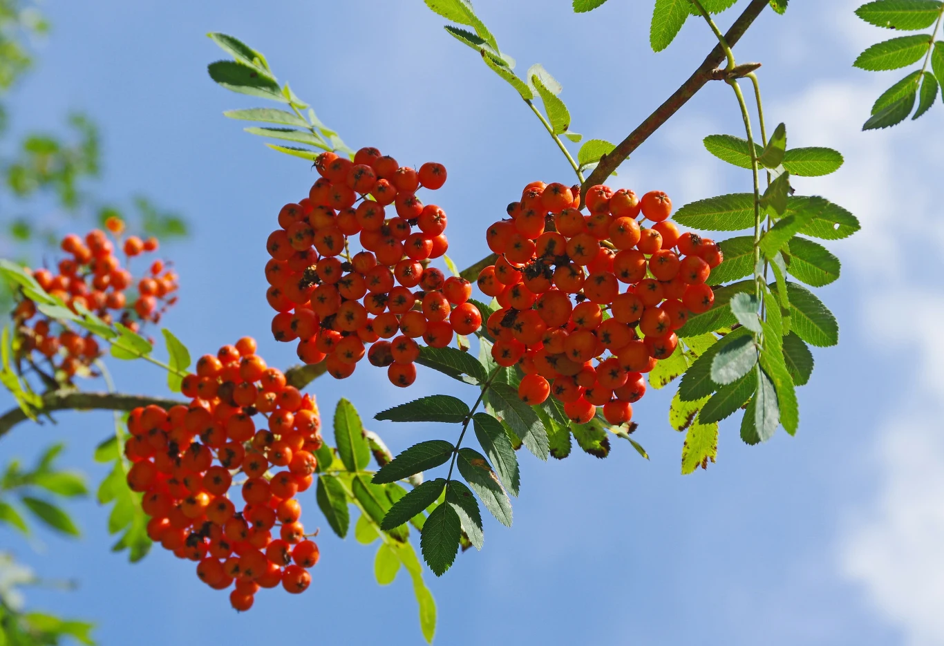 Czy można jeść jarzębinę? Tak, ale pod jednym warunkiem Czy można jeść jarzębinę? Tak, ale pod jednym warunkiem