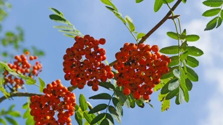 Czy można jeść jarzębinę? Tak, ale pod jednym warunkiem