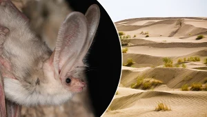 Podejrzewano, że wyginął. Gatunek powrócił po ponad pół wieku