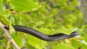 Miasto mierzy się z inwazyjną plagą. Wchodzą do łóżek, toreb, butów