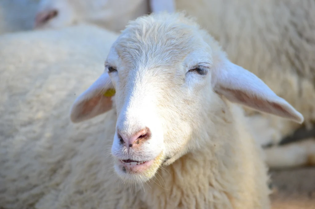 Owca z założoną pieluchą podróżowała pociągiem Pendolino Owca z założoną pieluchą podróżowała pociągiem Pendolino