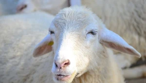 Owca z pieluchą w Pendolino. Nagranie krąży po sieci