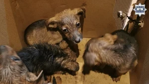 Jechał drogą i usłyszał skomlenie. Policja na tropie sprawcy