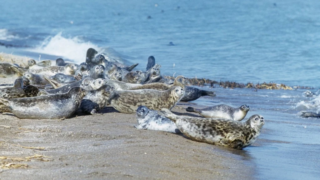 Martwe zwierzęta znaleziono przy linii brzegowej w dystrykcie Tupkaragan w południowo-zachodnim Kazachstanie