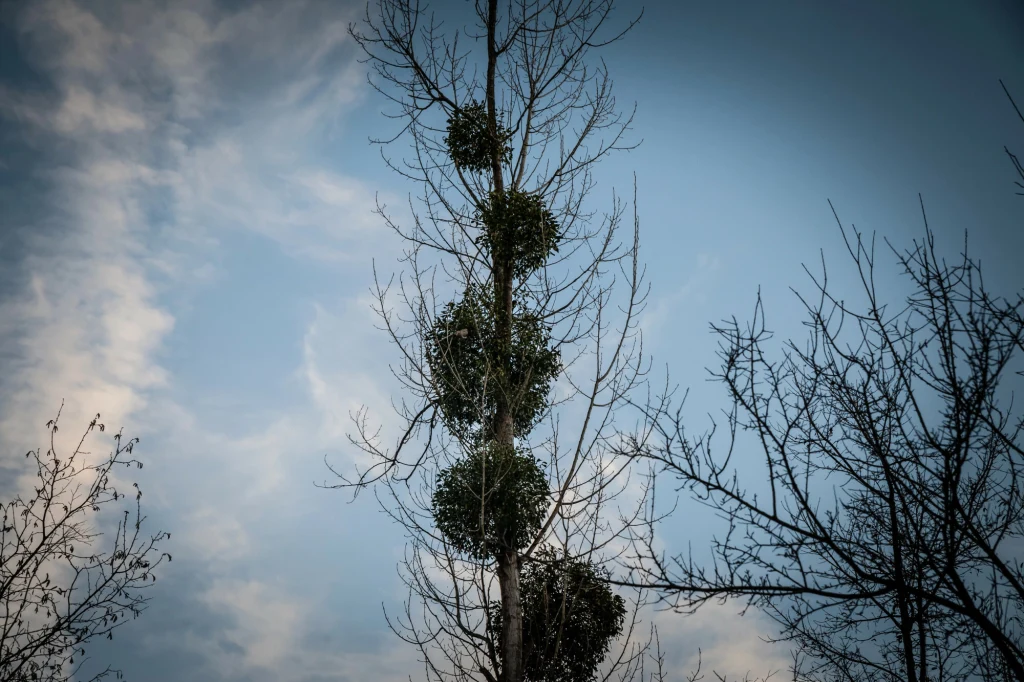 Jemioła jest półpasożytem – z drzewa pobiera wodę z solami mineralnymi oraz węglowodany