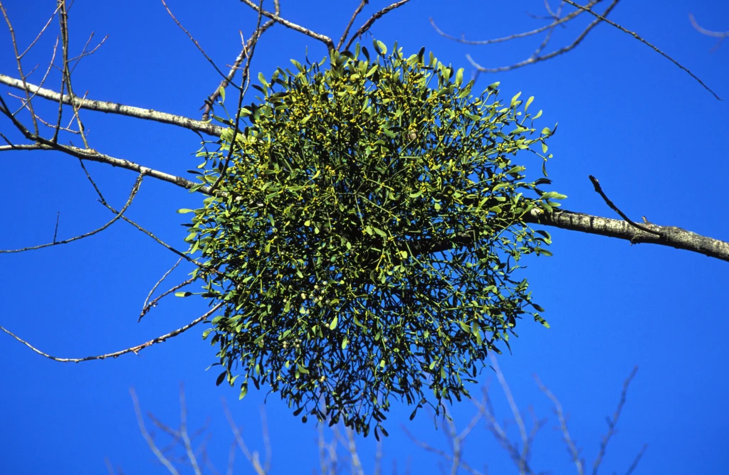 Nieznany sprawca zniszczył okazy jemioły w Ogrodzie Botanicznym Uniwersytetu Warszawskiego