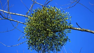 Incydent w stołecznym ogrodzie botanicznym. Zniszczono okazy półpasożyta