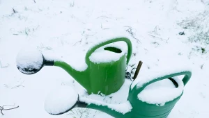 Czy w zimie trzeba podlewać rośliny? Ogrodnik wyjaśnia