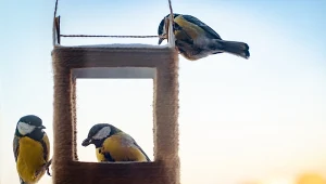 Wystaw zimą na balkon. Rodzina sikorek będzie cię codziennie odwiedzać