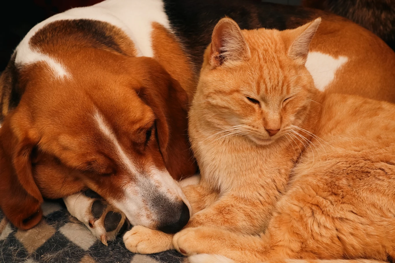 Czy inteligencję rożnych gatunków można porównywać? Brązowo-biały pies i rudy kot leżą przytuleni do siebie na kocu, oboje wyglądają na zrelaksowanych i spokojnych.
