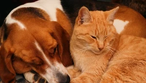 Przez lata były uważane za inteligentniejsze. Wyniki badań mogą zadziwić 