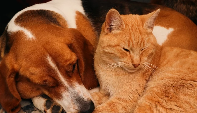 Czy inteligencję rożnych gatunków można porównywać?