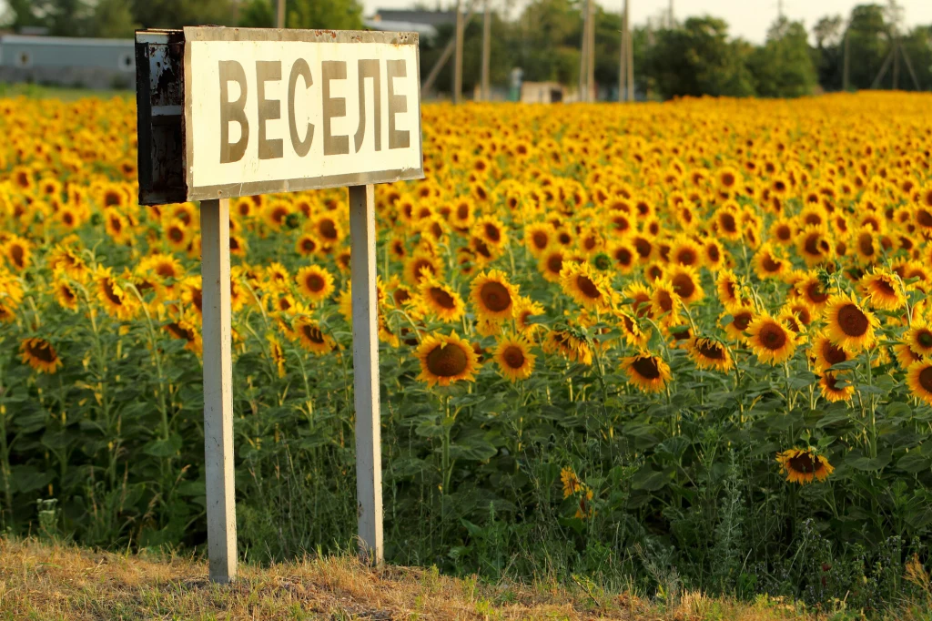 Ukraina słynie m.in. z uprawy słonecznika Ukraina słynie m.in. z uprawy słonecznika