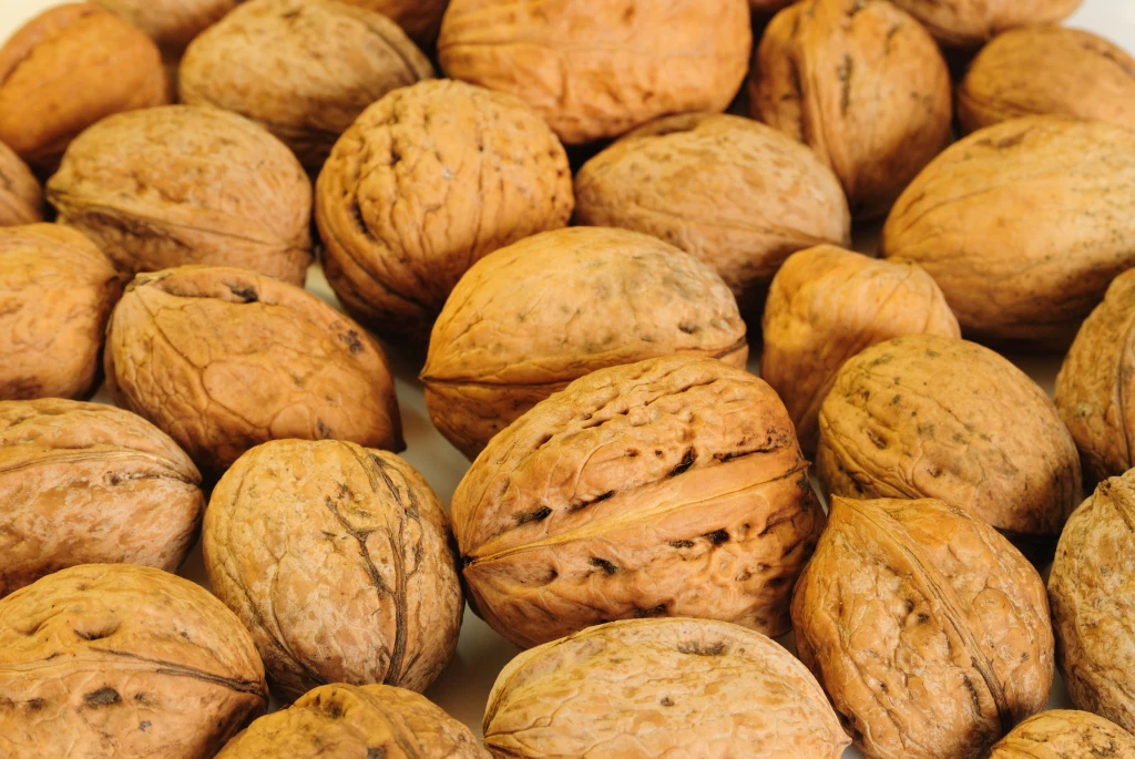 Orzechy włoskie zawierają tak wiele cennych składników odżywczych, że można nimi zastąpić nawet tłuste ryby morskie Duża liczba orzechów włoskich w łupinach, ułożonych obok siebie na jasnym tle.