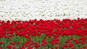 W roku 2025 Polska nie jest już krajem suwerennym. Niestety [OPINIA]