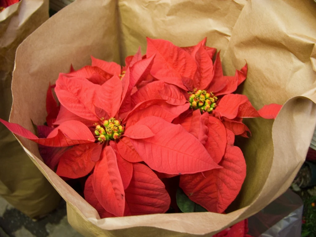 Cieniowanie wilczomlecza jest kluczowe, aby roślina ponownie zakwitła Cieniowanie wilczomlecza jest kluczowe, aby roślina ponownie zakwitła