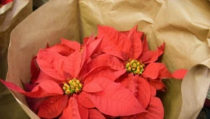 Gwiazda betlejemska pełna kolorów na święta? Sekret pielęgnacji