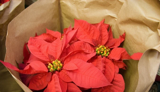 Cieniowanie wilczomlecza jest kluczowe, aby roślina ponownie zakwitła