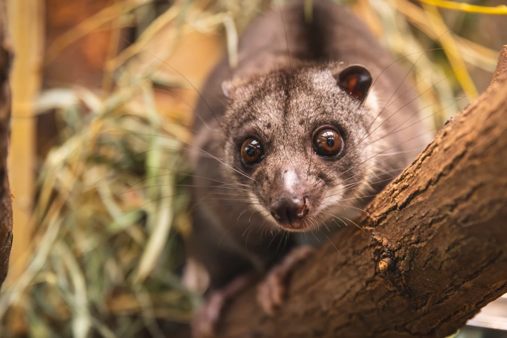 Kuskus ziemny to gatunek torbacza z Nowej Gwinei Kuskus ziemny to gatunek torbacza z Nowej Gwinei