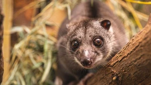 Rodzina z lasu Nowej Gwinei w Polsce. Rzadki gość o srebrnej sierści