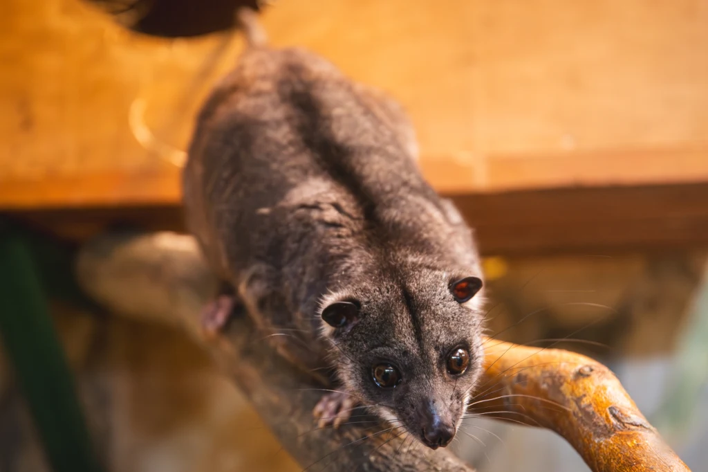 Torbacz zwany jest również pałanką gołouchą Szary ssak o wydłużonym tułowiu i dużych oczach siedzi na konarze w drewnianym otoczeniu, światło podkreśla jego futro i ciekawie skierowaną głowę.